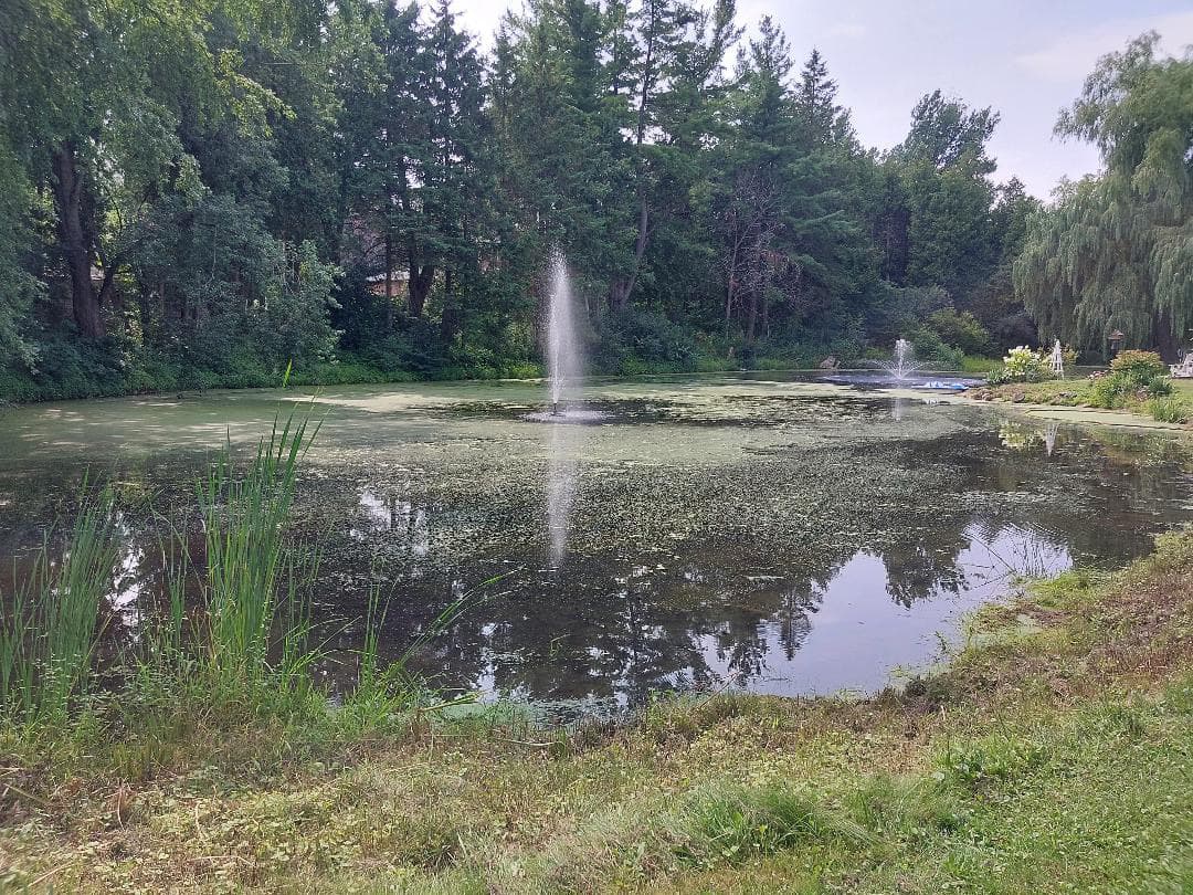 Serene pond with two fountains spraying water, surrounded by lush green trees and grassy banks.