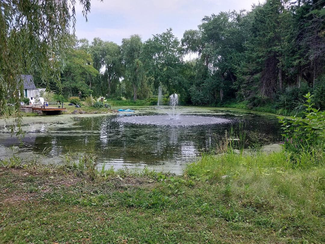 Serene pond with fountains surrounded by lush green trees and a small wooden dock.