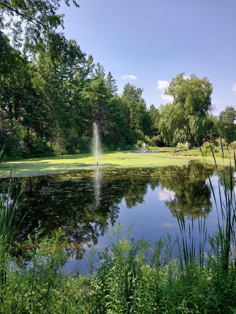 Tranquil pond with a central fountain, surrounded by lush green trees and reflected in the water.